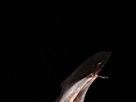 2008-03-27 fruit bat (c) Huw Price.jpg